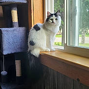 Izzy joined the competition — help win amazing prizes! cat, windowsill, cat_tree, indoor, wood, window, white_cat, black_spots, green_eyes, pet, feline, curious, sitting, natural_light, cozy, fur, animal, looking_outside, home, quiet
