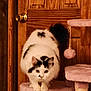 Izzy is registered to the contest to win money with this photo: cat, fluffy, black_spots, white_fur, cat_tree, pink, toy_ball, wooden_door, indoor, pet, feline, crouching, curious, animal, fur, whiskers, ears, paws, home, domestic