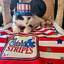 Roo-Roo joined the competition — help win amazing prizes! cat, pet, indoor, wooden_playhouse, hat, patriotic, stars_and_stripes, blanket, red, white, blue, cute, animal, feline, collar, resting, closeup, fur, decor, playhouse