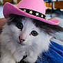 cat, fluffy, white, gray, cowboy_hat, pink_hat, pet, cute, indoor, close_up, animal, face, feline, whiskers, curious, soft_focus, adorable, portrait, domestic_animal, hat