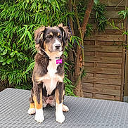 Altesse participe au concours pour gagner de l'argent avec cette photo : dog, puppy, animal, sitting, outdoor, garden, backyard, wicker_table, furniture, greenery, plants, leaves, wooden_fence, portrait, fluffy, black_and_white, brown_fur, white_chest, pink_collar, daylight