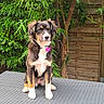 dog, puppy, animal, sitting, outdoor, garden, backyard, wicker_table, furniture, greenery, plants, leaves, wooden_fence, portrait, fluffy, black_and_white, brown_fur, white_chest, pink_collar, daylight