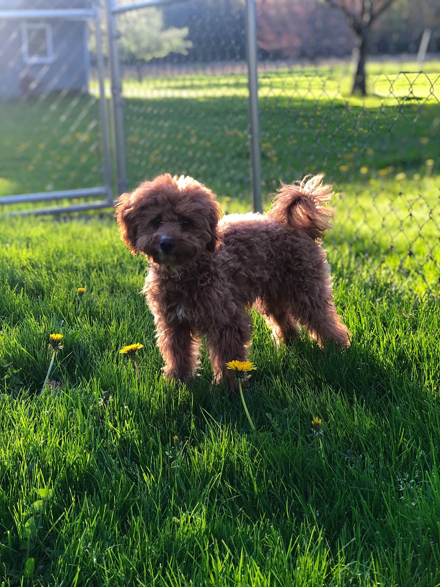 Geno joined the competition — help win amazing prizes! barbet, bolonka, canidae, carnivore, cavapoo, cockapoo, companion_dog, dog, dog_breed, grass, havanese, mammal, poodle_crossbreed, puppy, rare_breed_dog, schnoodle, spanish_water_dog, sporting_group, terrier, vertebrate