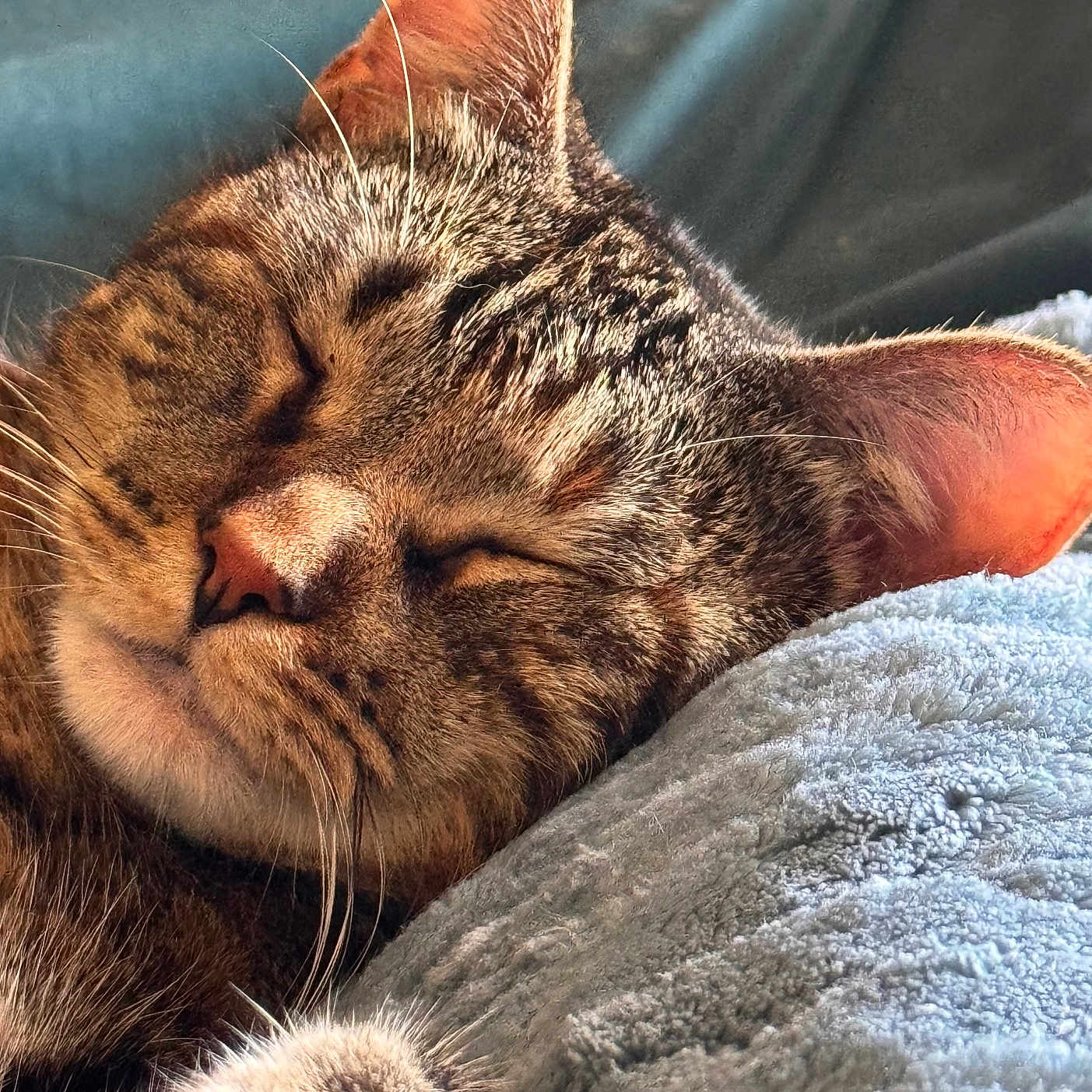 Alice is registered to the contest to win money with this photo: cat, tabby_cat, sleeping, close_up, pet, feline, whiskers, ear, nose, fur, paw, blanket, cozy, relaxation, indoor, animal, cute, resting, texture, soft