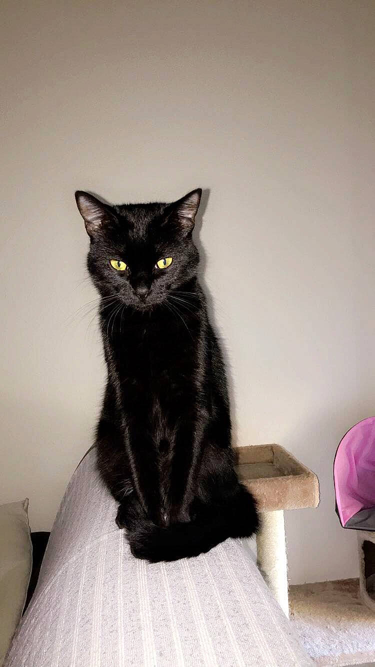 Octavia participe au concours pour gagner de l'argent avec cette photo : backpack, bed, black_cat, bombay, carnivore, cat, domestic_short_haired_cat, felidae, fur, grey, iris, luggage_and_bags, monochrome, monochrome_photography, room, sitting, small_to_medium_sized_cats, snout, tail, whiskers