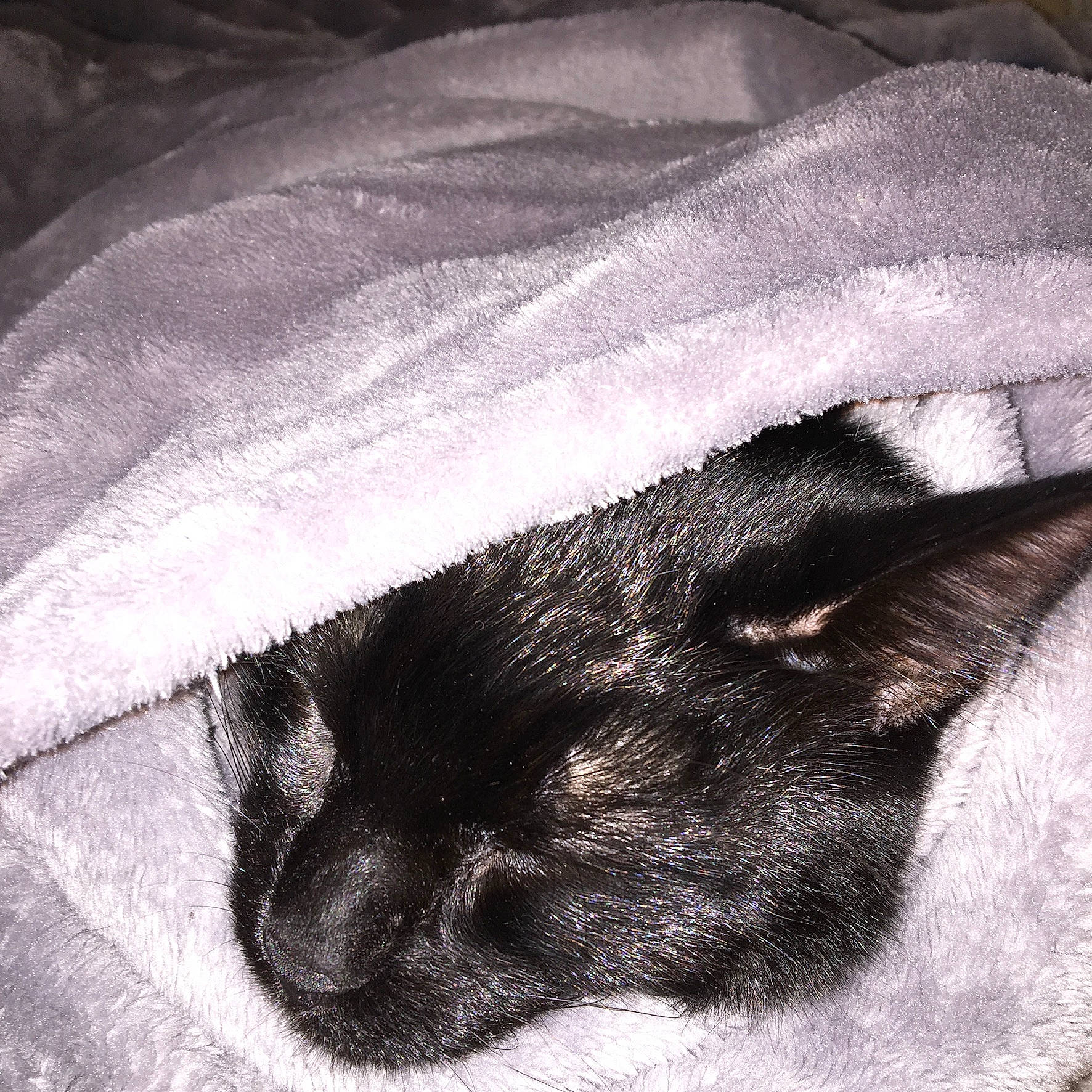 Octavia participe au concours pour gagner de l'argent avec cette photo : black_cat, carnivore, cat, claw, cloud, comfort, dog_breed, fashion_accessory, felidae, fur, grey, human_leg, monochrome_photography, paw, small_to_medium_sized_cats, snout, sporting_group, tail, terrestrial_animal, whiskers