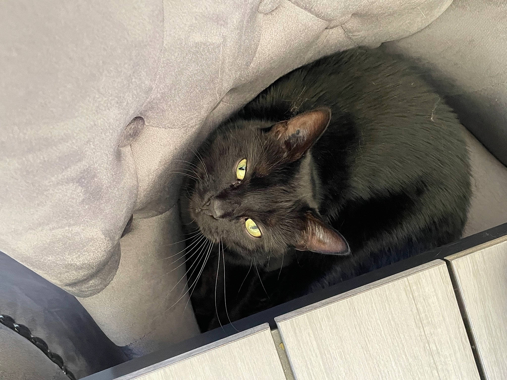 Octavia a rejoint le concours — aidez-le/la à gagner de superbes lots ! auto_part, black_cat, carnivore, cat, comfort, domestic_short_haired_cat, felidae, fur, grey, small_to_medium_sized_cats, snout, tail, whiskers