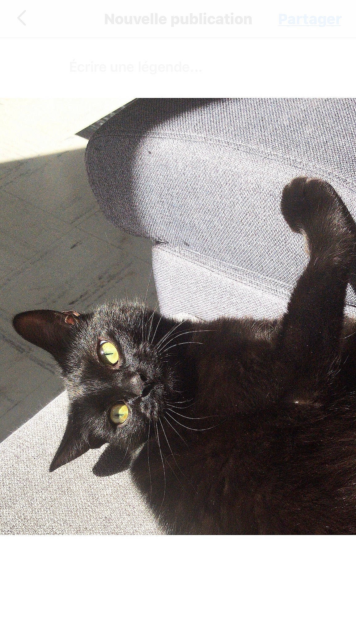 Octavia a rejoint le concours — aidez-le/la à gagner de superbes lots ! black_cat, bombay, carnivore, cat, claw, comfort, domestic_short_haired_cat, felidae, fur, grey, line, monochrome_photography, paw, rectangle, small_to_medium_sized_cats, snout, stock_photography, tail, terrestrial_animal, whiskers