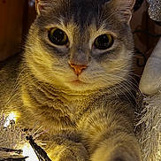 Blue a rejoint le concours — aidez-le/la à gagner de superbes lots ! cat, animal, pet, feline, paw, close_up, indoor, holiday_lights, decorations, cozy, warm_lighting, cute, curious, fur, whiskers, face, eyes, nose, christmas, festive