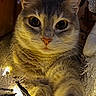 animal, cat, christmas, close_up, cozy, curious, cute, decorations, eyes, face, feline, festive, fur, holiday_lights, indoor, nose, paw, pet, warm_lighting, whiskers