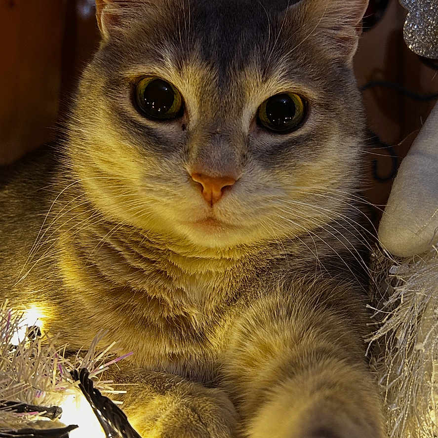 Blue a rejoint le concours — aidez-le/la à gagner de superbes lots ! cat, animal, pet, feline, paw, close_up, indoor, holiday_lights, decorations, cozy, warm_lighting, cute, curious, fur, whiskers, face, eyes, nose, christmas, festive