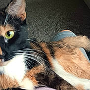 Callie is registered to the contest to win money with this photo: cat, calico_cat, pet, indoor, feline, animal, green_eyes, whiskers, fur, relaxing, lap, close_up, curious, domestic_animal, tail, paws, person, furniture, carpet, home