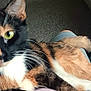 cat, calico_cat, pet, indoor, feline, animal, green_eyes, whiskers, fur, relaxing, lap, close_up, curious, domestic_animal, tail, paws, person, furniture, carpet, home