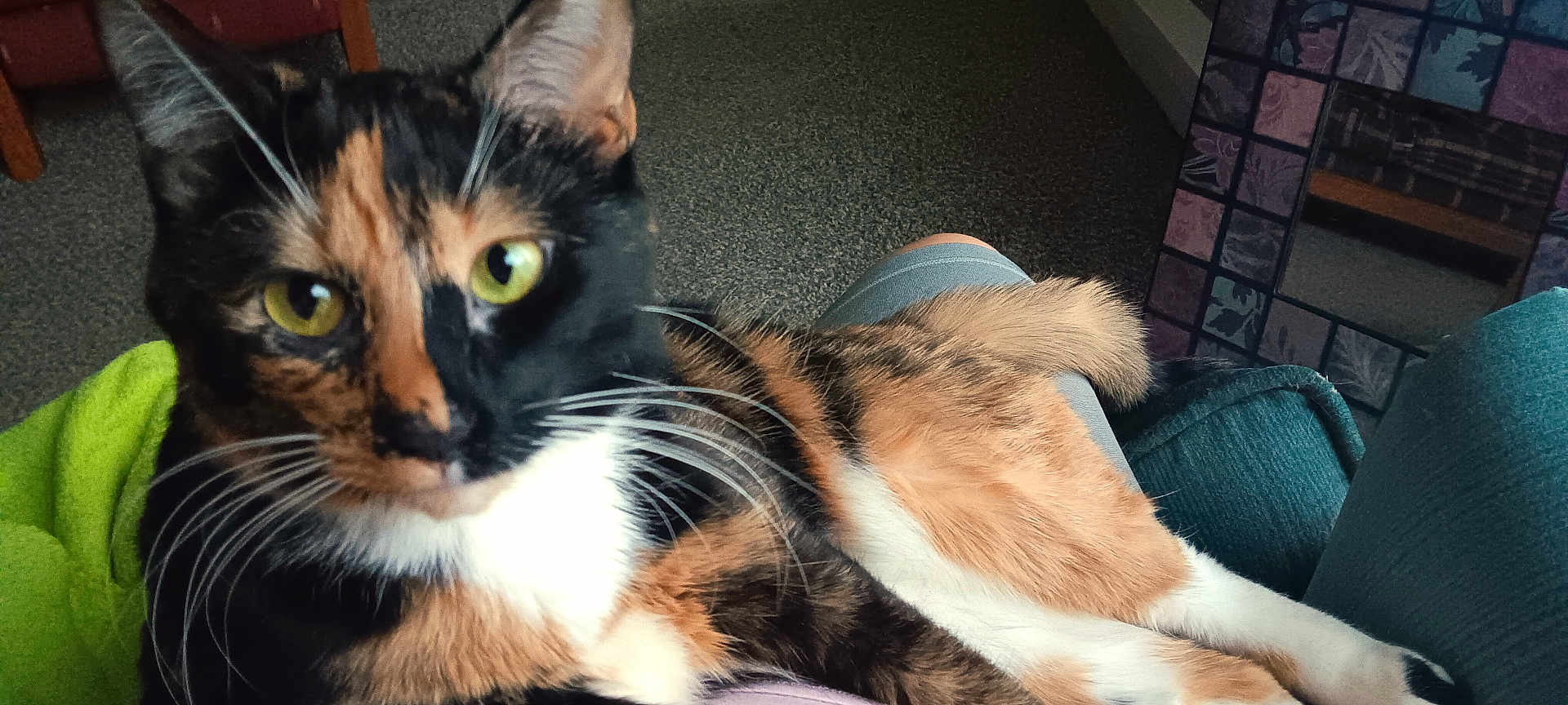 Callie