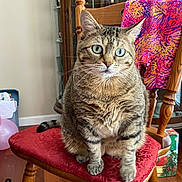 Kitty joined the competition — help win amazing prizes! cat, tabby_cat, blue_eyes, chair, wooden_furniture, red_cushion, indoor, balloons, colorful_cloth, pet, domestic_animal, feline, whiskers, sitting, curious, household, floor, glass_cabinet, tail, portrait