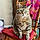 Kitty