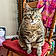 Kitty