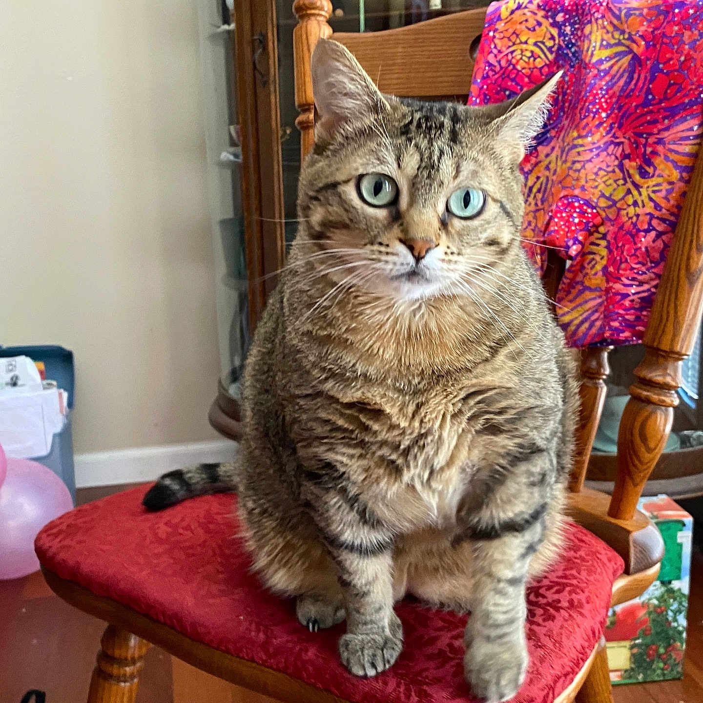 Kitty joined the competition — help win amazing prizes! balloons, blue_eyes, cat, chair, colorful_cloth, curious, domestic_animal, feline, floor, glass_cabinet, household, indoor, pet, portrait, red_cushion, sitting, tabby_cat, tail, whiskers, wooden_furniture