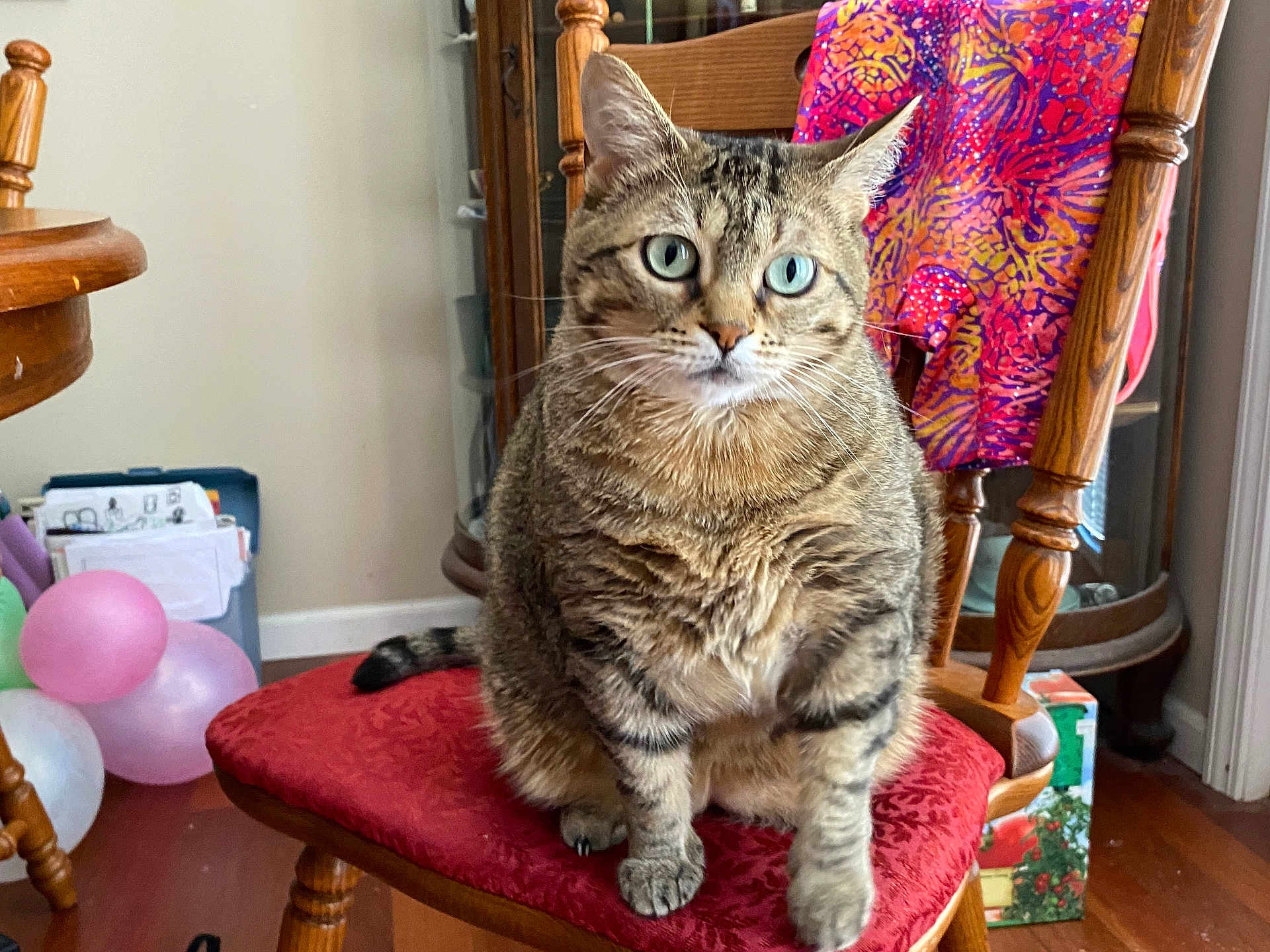 Kitty
