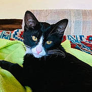 Alita is registered to the contest to win money with this photo: cat, black_and_white, animal, pet, feline, whiskers, yellow_eyes, blanket, indoor, couch, home, cozy, resting, fur, portrait, domestic_animal, cute, relaxed, looking_at_camera, soft_texture