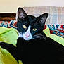 cat, black_and_white, animal, pet, feline, whiskers, yellow_eyes, blanket, indoor, couch, home, cozy, resting, fur, portrait, domestic_animal, cute, relaxed, looking_at_camera, soft_texture