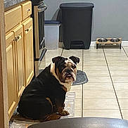 Biggie is registered to the contest to win money with this photo: bulldog, dog, pet, kitchen, tile_floor, cabinet, trash_bin, dog_bowl, mat, indoor, animal, seated, looking_back, brown, black, white, face, ears, floor, home