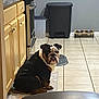 bulldog, dog, pet, kitchen, tile_floor, cabinet, trash_bin, dog_bowl, mat, indoor, animal, seated, looking_back, brown, black, white, face, ears, floor, home