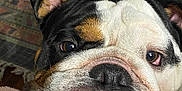 Biggie is registered to the contest to win money with this photo: bulldog, dog, pet, close_up, resting, blanket, fur, wrinkles, face, nose, ears, indoor, cozy, animal, cute, muzzle, expression, soft, companion, portrait