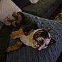 Biggie joined the competition — help win amazing prizes! bulldog, dog, pet, indoor, sofa, blanket, pillow, quilted, resting, relaxed, cozy, fur, animal, companion, cute, portrait, home, living_room, toy, cute_expression