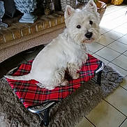 Hazar a rejoint le concours — aidez-le/la à gagner de superbes lots ! animal, companion, cozy, curious_expression, decor, dog, domestic, fur, furniture, home, indoor, pet_bed, plant, raised_bed, red_tartan, resting, rug, small_dog, tile_floor, white_dog