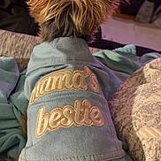 Cookie is registered to the contest to win money with this photo: dog, small_dog, clothing, jacket, text, embroidery, ears, fur, indoor, blanket, cozy, pet, animal, sitting, fabric, button, soft, cute, companion, warm