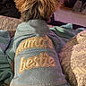 dog, small_dog, clothing, jacket, text, embroidery, ears, fur, indoor, blanket, cozy, pet, animal, sitting, fabric, button, soft, cute, companion, warm