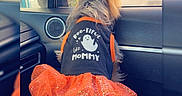 Cookie joined the competition — help win amazing prizes! dog, small_dog, tutu, orange_tutu, dog_clothing, car_interior, window, ghost_graphic, text_on_clothing, pet, looking_out_window, door_panel, side_mirror, reflection, love_text, cute, festive, animal, back_view, car