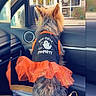 dog, small_dog, tutu, orange_tutu, dog_clothing, car_interior, window, ghost_graphic, text_on_clothing, pet, looking_out_window, door_panel, side_mirror, reflection, love_text, cute, festive, animal, back_view, car