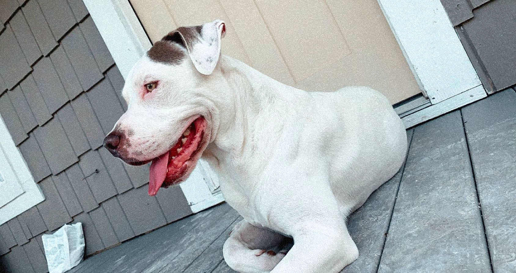 Casper is registered to the contest to win money with this photo: canidae, carnivore, collar, companion_dog, dog, dog_breed, dog_collar, dog_supply, fang, fawn, fur, jaw, non_sporting_group, paw, snout, sporting_group, tail, whiskers, working_animal, working_dog