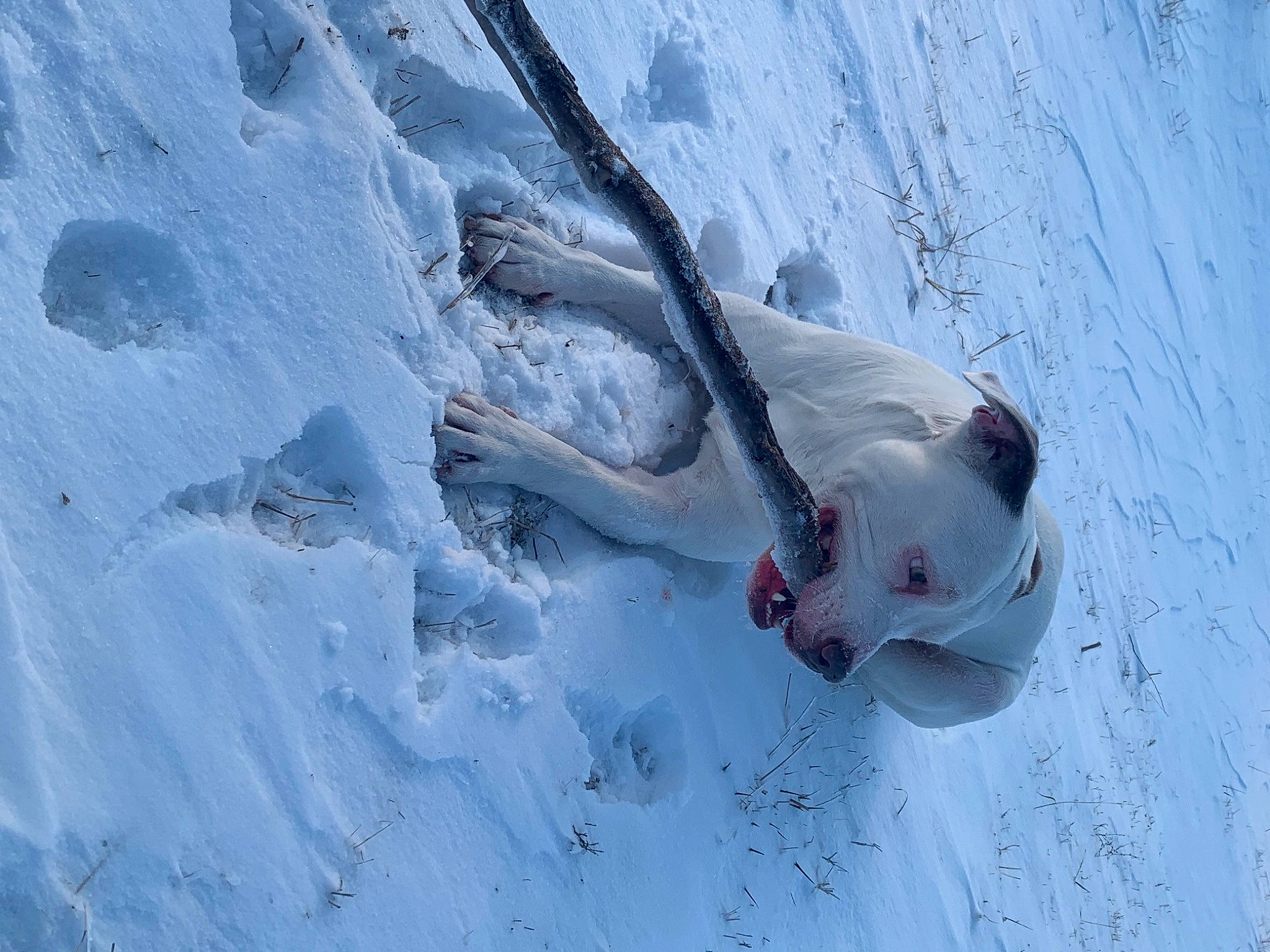 Casper joined the competition — help win amazing prizes! adventure, arctic, carmine, electric_blue, extreme_sport, fish, freezing, frost, fun, glacial_landform, human_body, ice_cap, plant, recreation, slope, snow, tree, twig, winter, wood