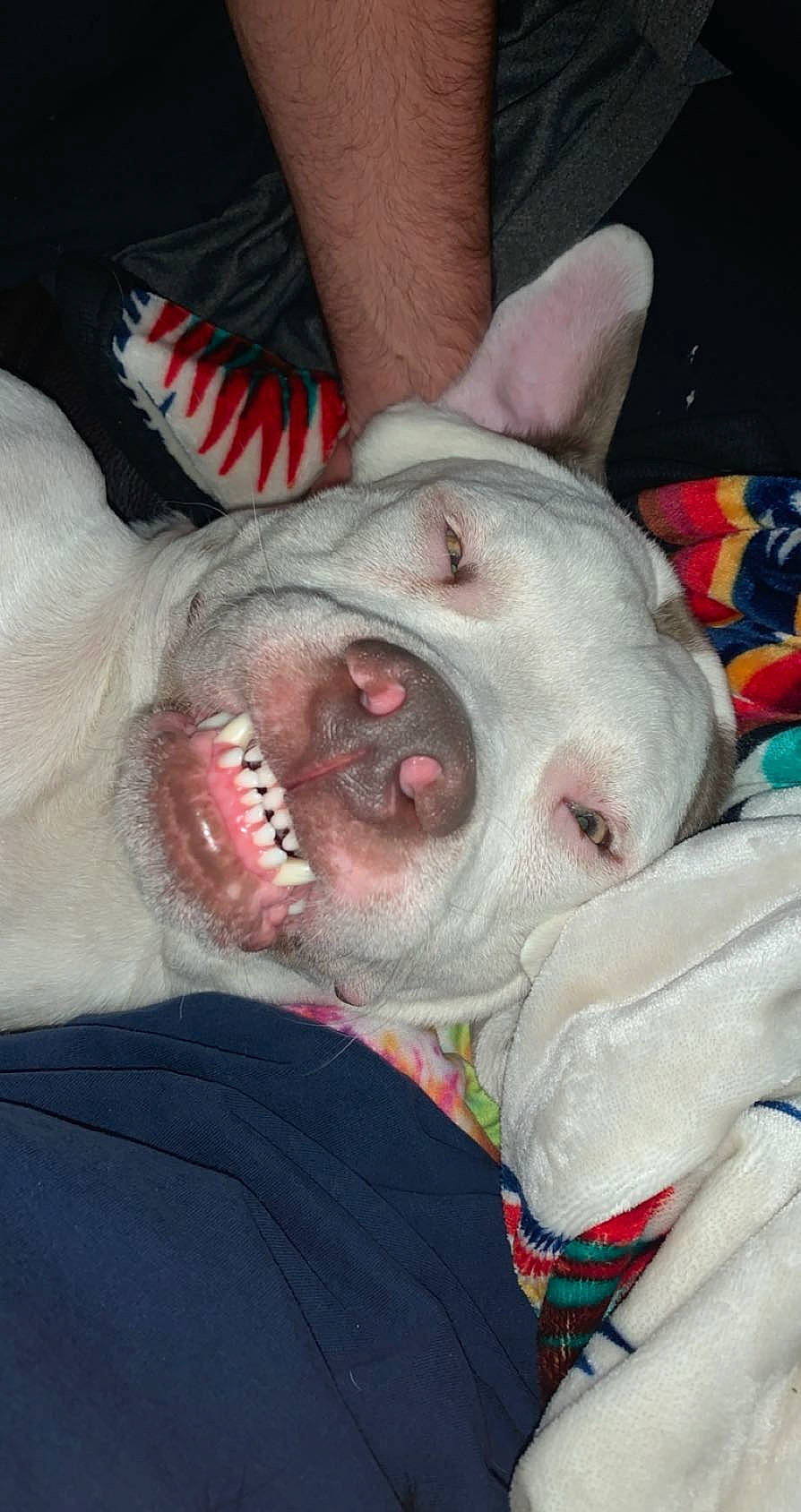 Casper joined the competition — help win amazing prizes! carmine, carnivore, dog_breed, eye, fang, fish, flesh, gesture, head, human_body, jaw, lamniformes, mouth, nose, requiem_shark, snout, throat, tooth, whiskers, yawn