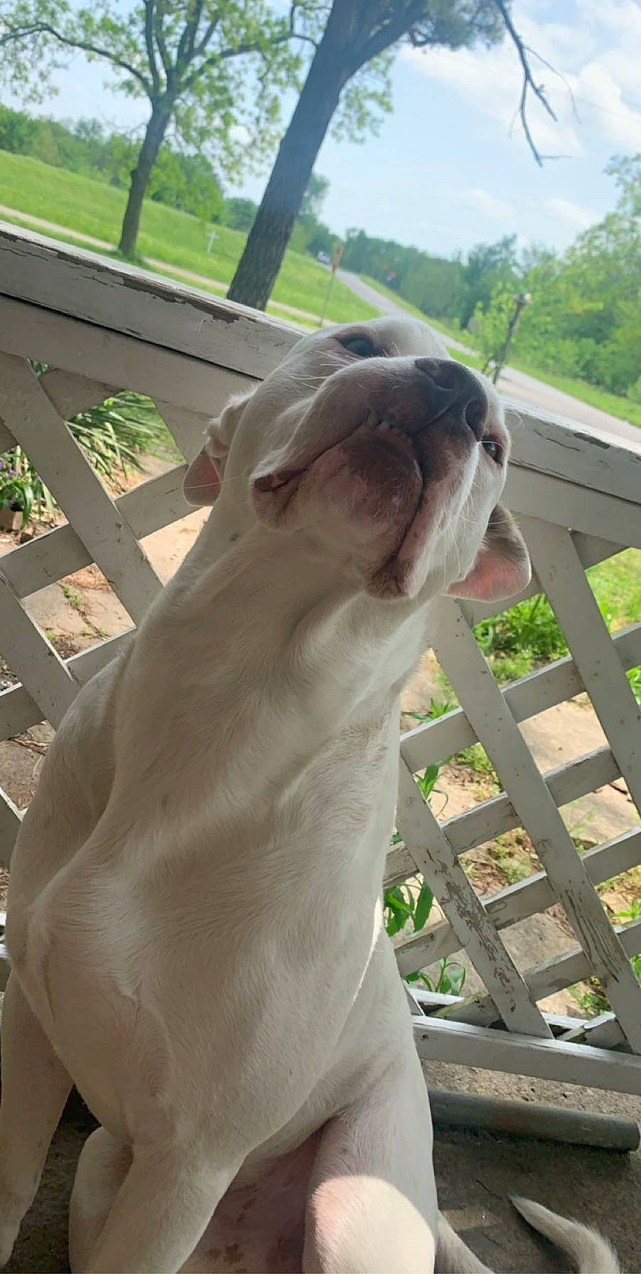 Casper joined the competition — help win amazing prizes! carnivore, collar, companion_dog, dog, dog_breed, ear, fawn, felidae, grass, liver, plant, shade, sky, snout, sporting_group, tail, tree, whiskers, wood, working_animal