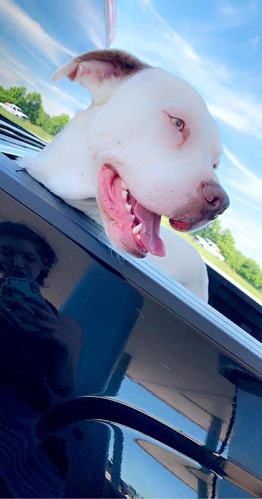 Casper is registered to the contest to win money with this photo: automotive_exterior, bumper, carnivore, cloud, companion_dog, dog, dog_breed, fawn, fun, happy, hood, leisure, motor_vehicle, pink, sky, terrestrial_animal, vehicle_door, vertebrate, white, working_animal