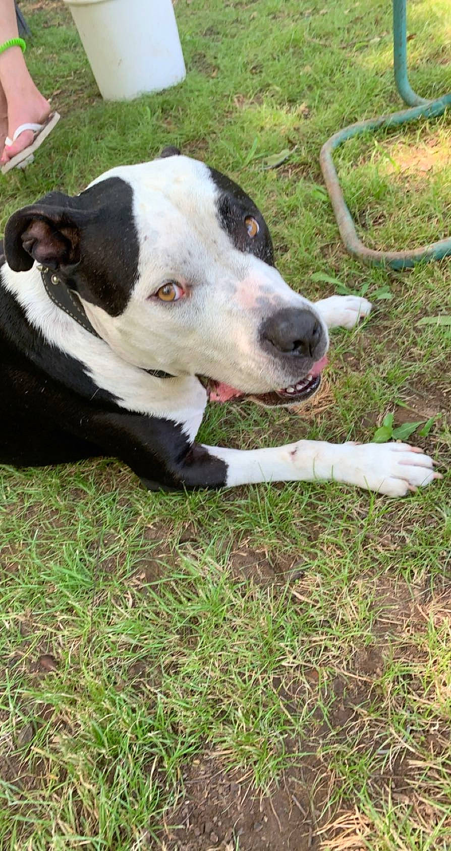 Bullet is registered to the contest to win money with this photo: canidae, carnivore, collar, companion_dog, dog, dog_breed, dog_collar, dog_supply, fawn, grass, guard_dog, herbaceous_plant, non_sporting_group, plant, puppy, tail, terrestrial_animal, whiskers, working_animal, working_dog