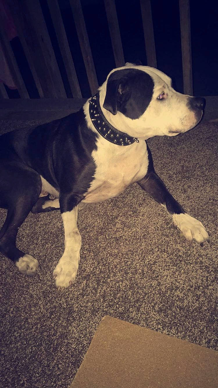 Bullet joined the competition — help win amazing prizes! canidae, carnivore, collar, companion_dog, dog, dog_breed, dog_collar, fashion_accessory, fawn, fur, leash, metal, monochrome_photography, paw, pet_supply, snout, sporting_group, tail, tints_and_shades, working_animal