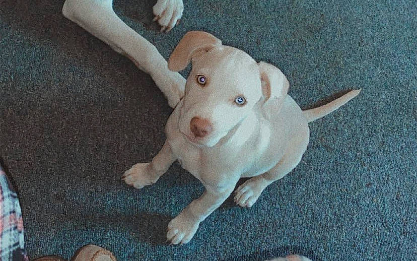 Roxi joined the competition — help win amazing prizes! animal_figure, canidae, carnivore, companion_dog, dog, dog_breed, domestic_pig, ear, fashion_accessory, fawn, fur, livestock, snout, sporting_group, suidae, tail, terrestrial_animal, toy, wood, working_animal