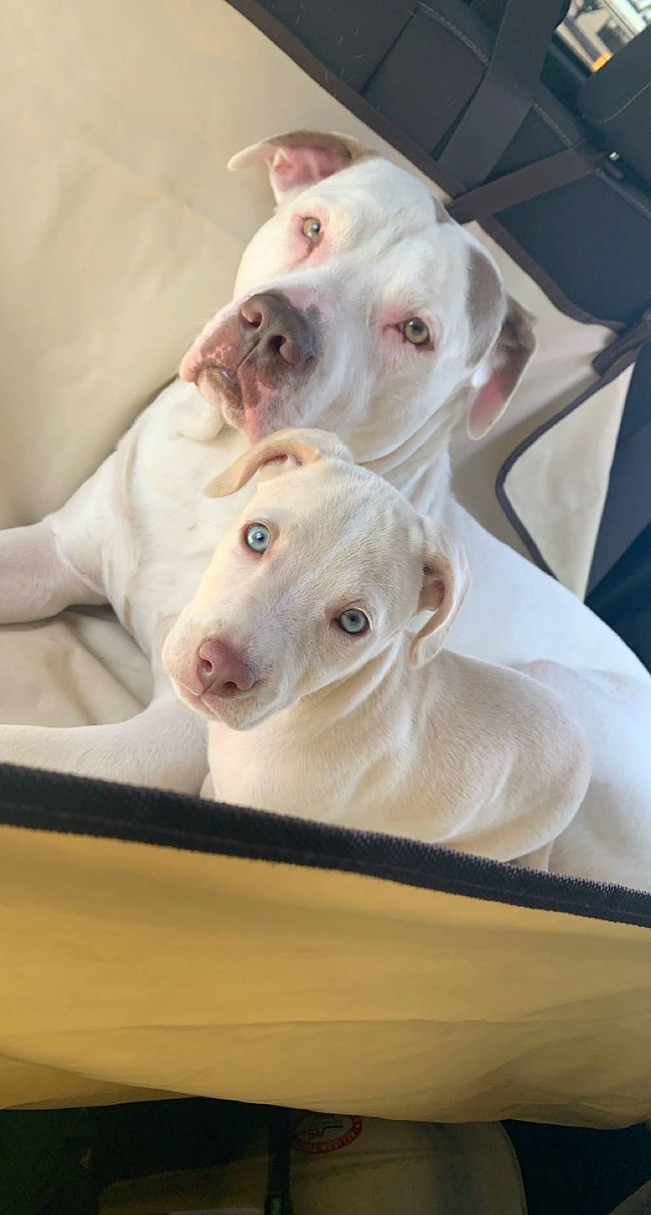 Roxi is registered to the contest to win money with this photo: canidae, carnivore, comfort, companion_dog, dishware, dog, dog_breed, dog_supply, fawn, head, ingredient, linens, non_sporting_group, pet_supply, sporting_group, tableware, terrestrial_animal, whiskers, white, working_animal