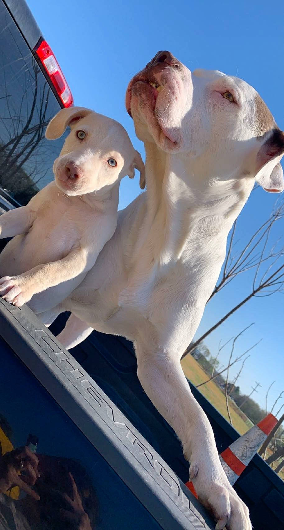 Roxi joined the competition — help win amazing prizes! art, canidae, carnivore, collar, companion_dog, dog, dog_breed, dog_collar, dogo_argentino, fawn, felidae, livestock, non_sporting_group, pet_supply, sky, snout, sporting_group, tail, vertebrate, working_animal