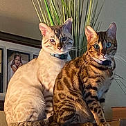 Vlad And Vera joined the competition — help win amazing prizes! cat, indoor, feline, pets, animal, striped, spotted, collar, plant, wood, furniture, portrait, curious, sitting, brown, beige, tabby, domestic_cat, eyes, whiskers