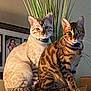 cat, indoor, feline, pets, animal, striped, spotted, collar, plant, wood, furniture, portrait, curious, sitting, brown, beige, tabby, domestic_cat, eyes, whiskers