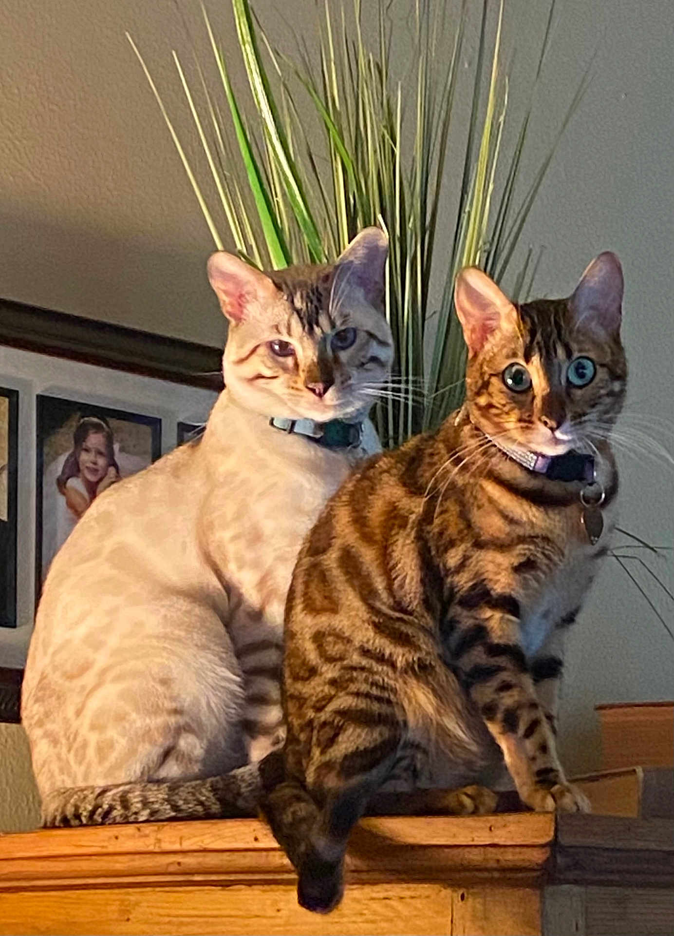 Vlad And Vera joined the competition — help win amazing prizes! cat, indoor, feline, pets, animal, striped, spotted, collar, plant, wood, furniture, portrait, curious, sitting, brown, beige, tabby, domestic_cat, eyes, whiskers