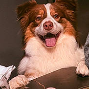 Chip participe au concours pour gagner de l'argent avec cette photo : animal, brown_and_white, canine, close_up, companion, cute, dog, domestic_animal, fluffy, friendly, fur, happy, indoor, mammal, paw, pet, playful, smiling, table, tongue_out