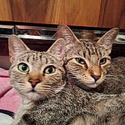 Luna And Lily joined the competition — help win amazing prizes! animal, cat, close_up, companion, cozy, curious, cute, domestic, feline, fur, green_eyes, indoor, mammal, pet, portrait, resting, snuggling, tabby, two_cats, whiskers