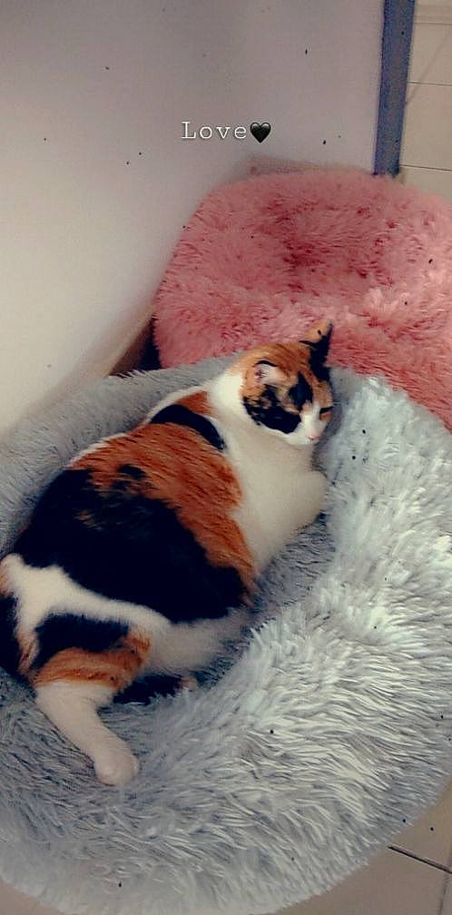 Fideji a rejoint le concours — aidez-le/la à gagner de superbes lots ! canidae, carnivore, cat, fawn, felidae, fur, japanese_bobtail, kitten, small_to_medium_sized_cats, tail, whiskers